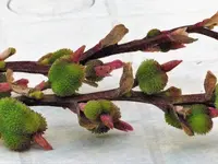 Canna Samenstand.webp