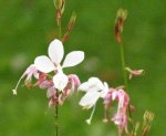 Gaura.jpg