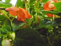 Im Lieschenkübel.webp