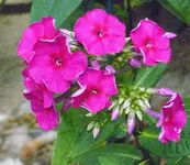 Phlox.webp