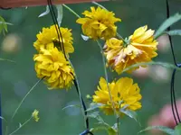 Sonnenhut im Regen.webp