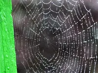 Spinnennetz mit  Regentropfen.webp