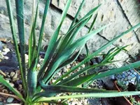 Umgesetzte Yucca.webp
