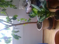 Foto7030.webp