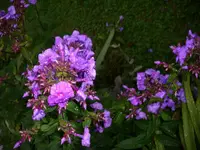 DSCI0615.webp