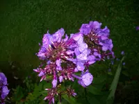 DSCI0616.webp