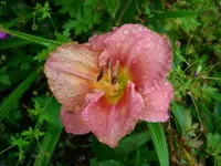 DSCI0619.webp