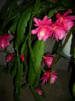 DSCI0624.webp