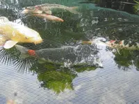 P1010672fische.webp