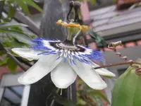 P1010668passi.webp