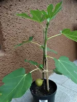 DSC01437.webp