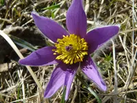 kuechenschelle april11.webp