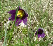 Küchenschell 01.webp