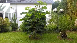 IMAG1580.webp
