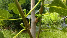 IMAG1581.webp