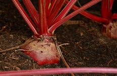 rote Bete_800.JPG