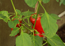 Paprika rot_700.webp