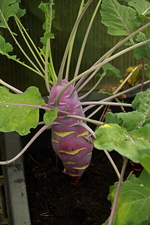 Kohlrabi blau_gigant_giant_700.JPG