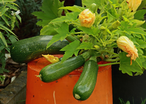 Zucchini_3 0f a kind_fruits_bloom_green_yellow_900.JPG
