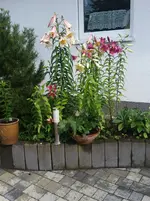 Lilien.webp