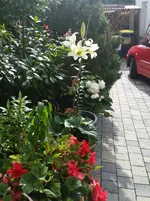 Lilien3.webp