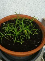 Zyperngras Schule.webp
