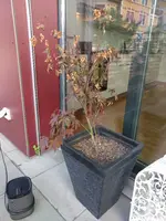 IMG_20170813_185823.webp