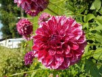 20170806_163239.jpg