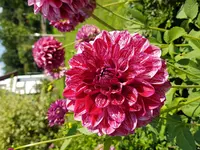 20170806_163239.webp