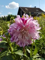 20170806_163100.webp