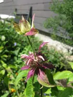 006_576x768.webp