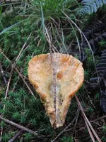 fichtenreizker_576x768.webp
