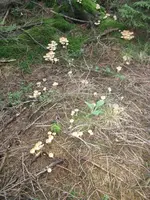 rauchblättrige schwefelköpfe_576x768.webp