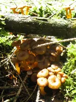 trompetenpfifferlinge_576x768.webp