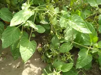 IMG_20170811_153637.webp