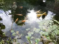 P1010694fisch.webp