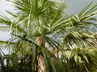 P1010693palme.webp