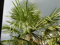 P1010692palme.webp
