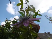 P1010686passi.webp