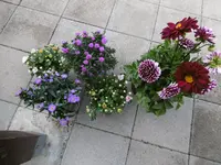 P1010682Flohmarkt.webp