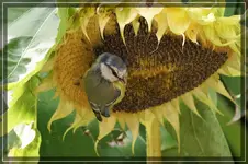 comp_DSC03843.webp