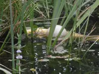 P1010705fisch.webp