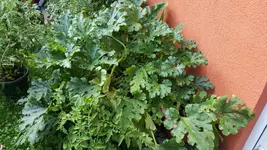 20170813_173408.2.webp