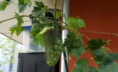 20170813_173255.2.webp