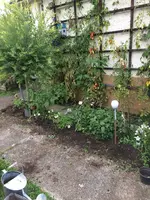 2017-08-17 Buchshecke Geschichte2.webp