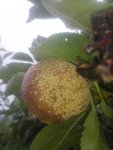 IMG_20170811_175826.jpg