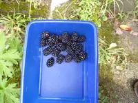 P1060733.webp