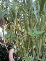 IMG_20170813_112008.webp