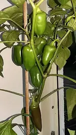 paprika.jpg