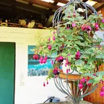 170813     Sitzplatz Fuchsien.webp